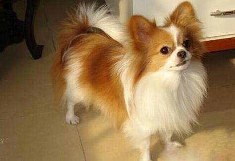 蝴蝶犬幼犬怎么选择,蝴蝶犬怎么买到