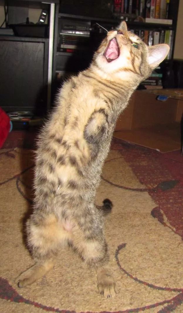 猫咪进化成霸王龙,猫中的霸王龙