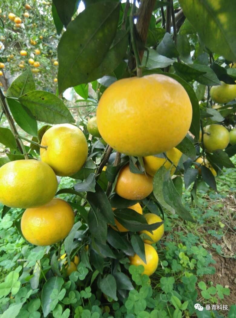 沃柑这几年的走势,沃柑的优缺点介绍