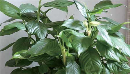 小孩贪玩吃了这个叶子口吐白沫，你家里可能也有！