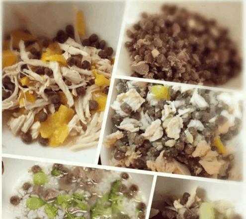 狗狗真的可以吃鸡蛋,狗狗喜欢吃铁是怎么回事