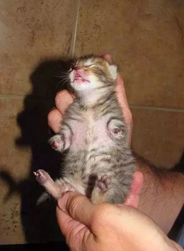 猫咪进化成霸王龙,猫中的霸王龙