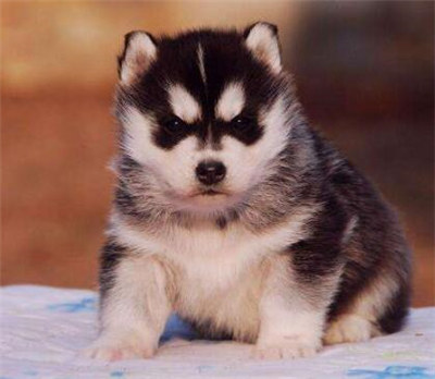 哈士奇怎么养才能养得很听话,哈士奇怎么养它才听话呢