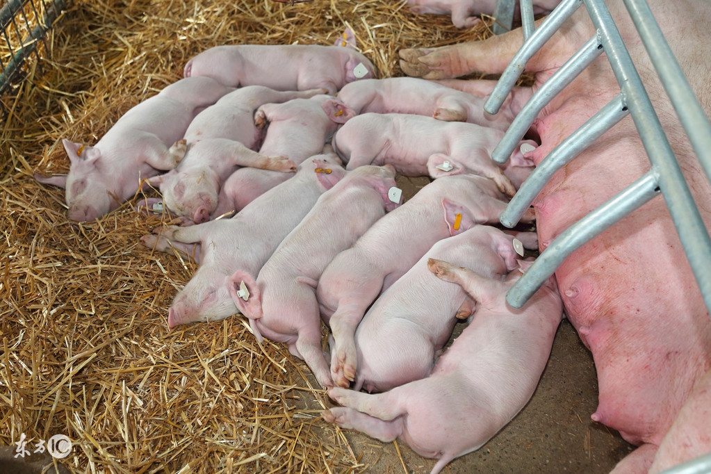 母猪产后4天不排便怎么解决,母猪产后吃食正常不排粪怎么办