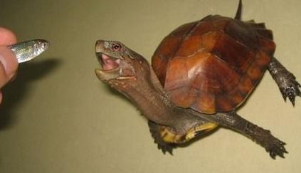 养龟的技巧与注意事项浅水龟,怎么判断乌龟是半水龟还是深水龟