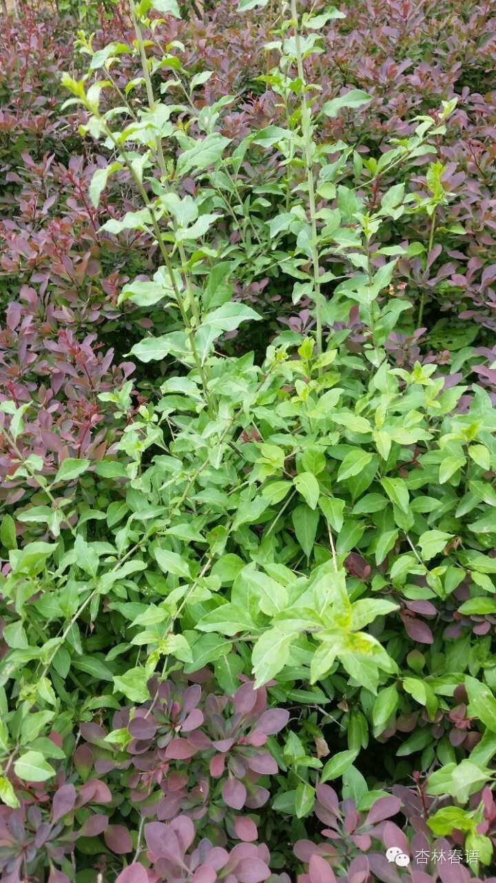 石家庄市中医院慧眼识草药第二季——周日再次进西山啦!