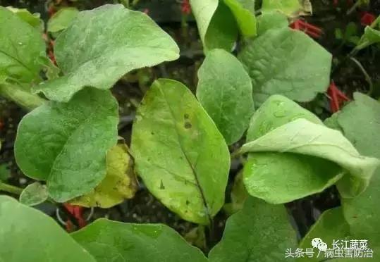 茄子绵疫病为害特点,茄子病害绵疫病