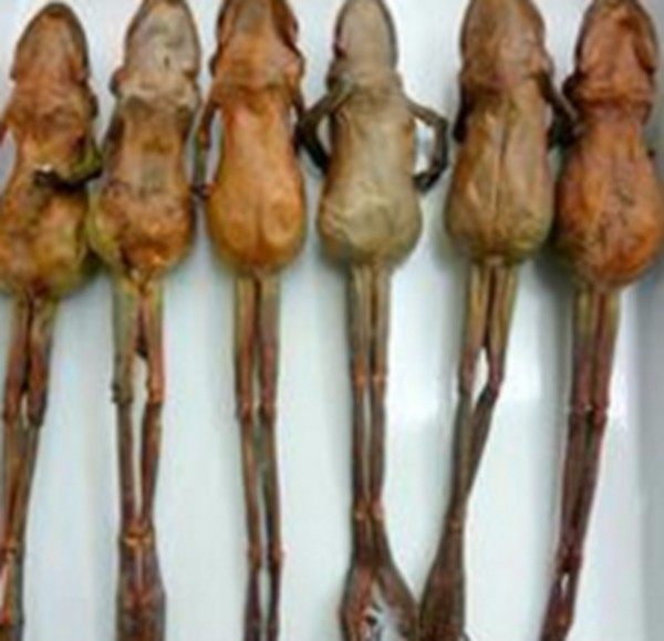 世界最珍贵的九种食材,世界最珍贵的五种食材