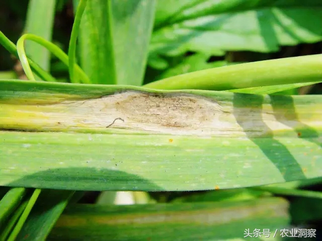 大蒜种植技术与病虫害防治,大蒜的全程种植管理及病虫害防治