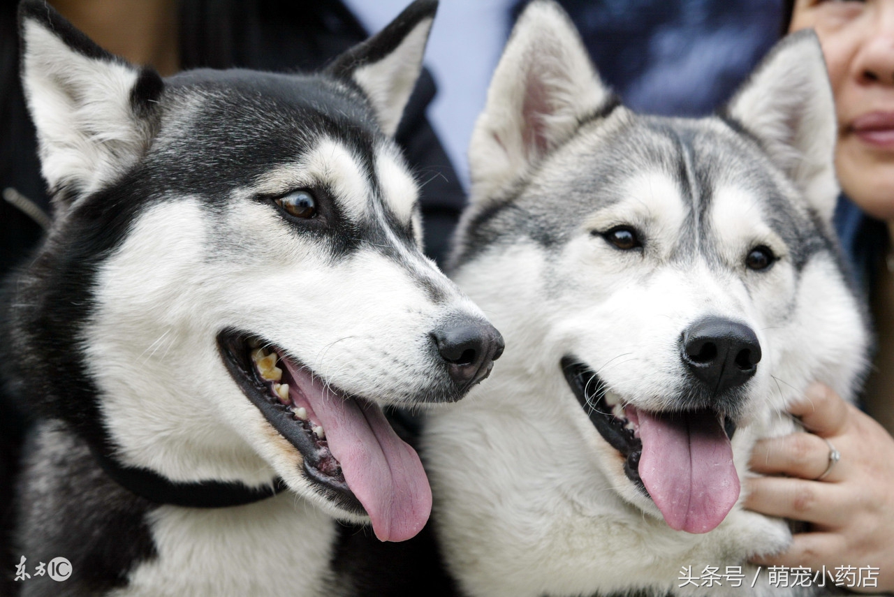 宠物肾衰竭一定要输液吗,宠物医生肾衰竭