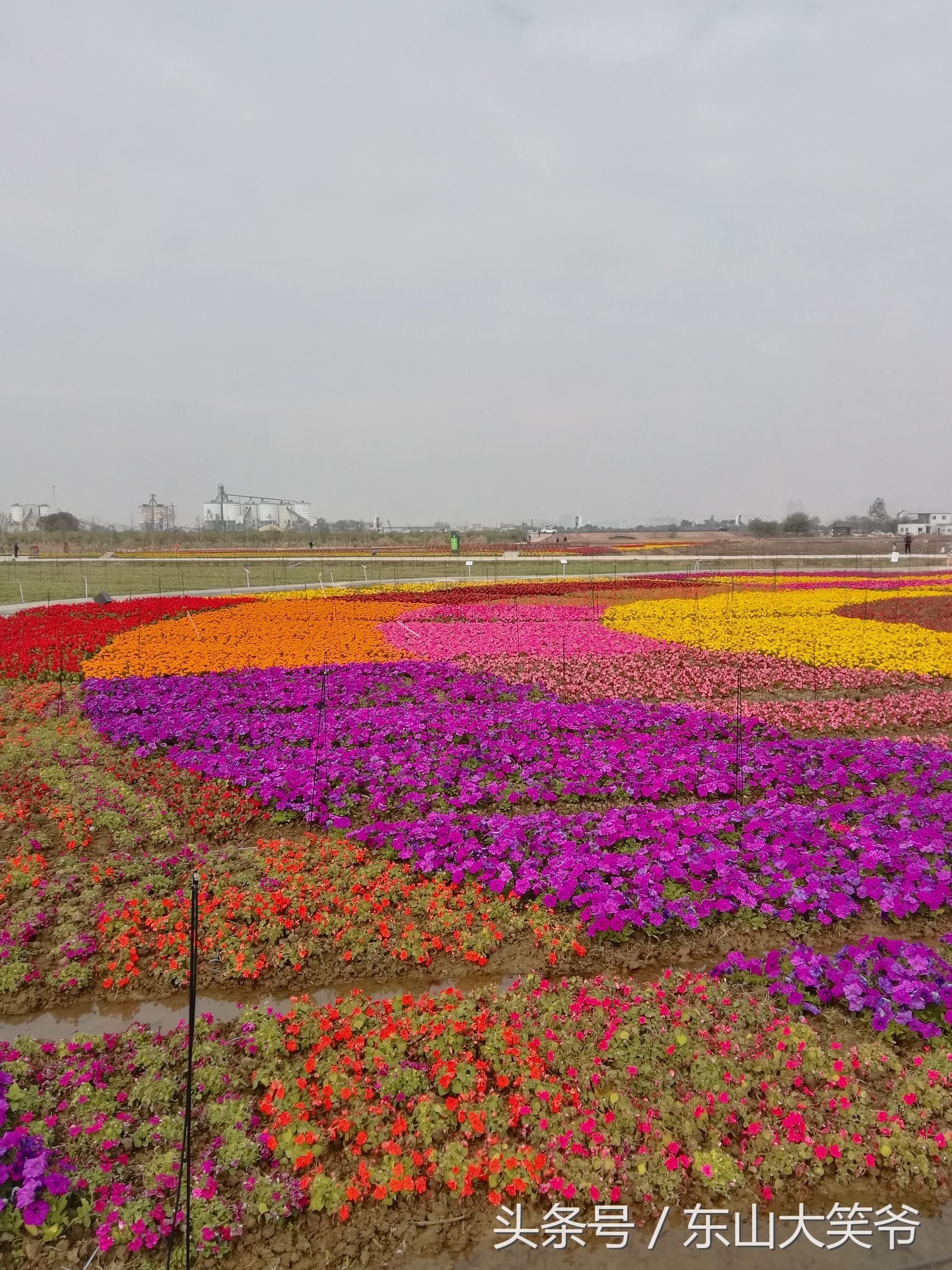 南沙东涌花海,南沙东涌镇风景绝美的地方