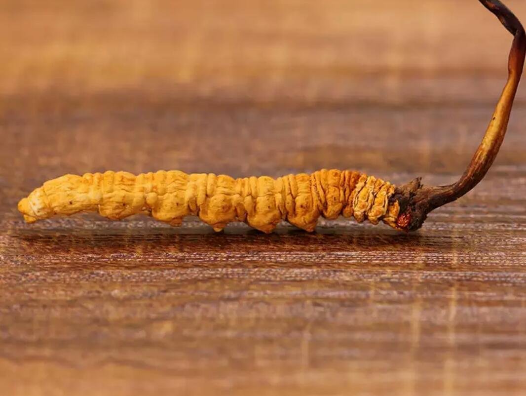中药冬虫夏草多少钱一条,中药冬虫夏草多少钱1根