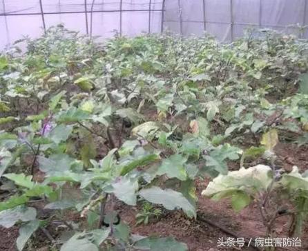 香菇多糖防治茄子黄萎病效果,高锰酸钾能治疗茄子的黄萎病吗