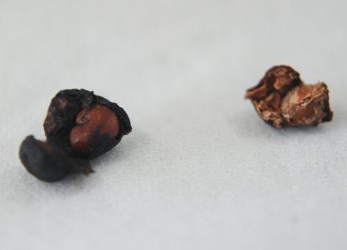 中药材造假猖獗，火眼金睛识别假中药