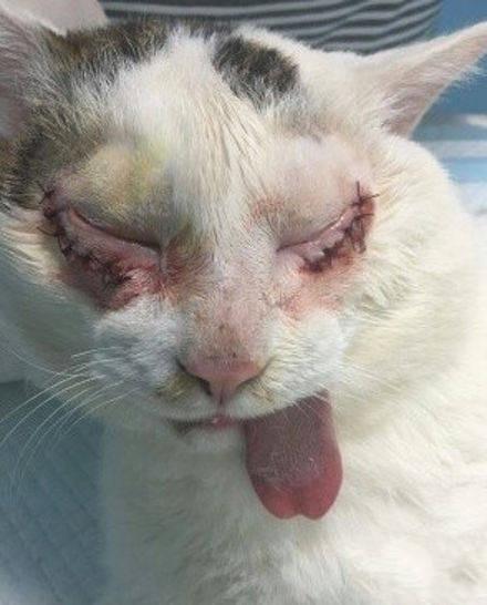 天讷！动物界也兴起割“双眼皮”啦？瞬间让一只猫成为网红！