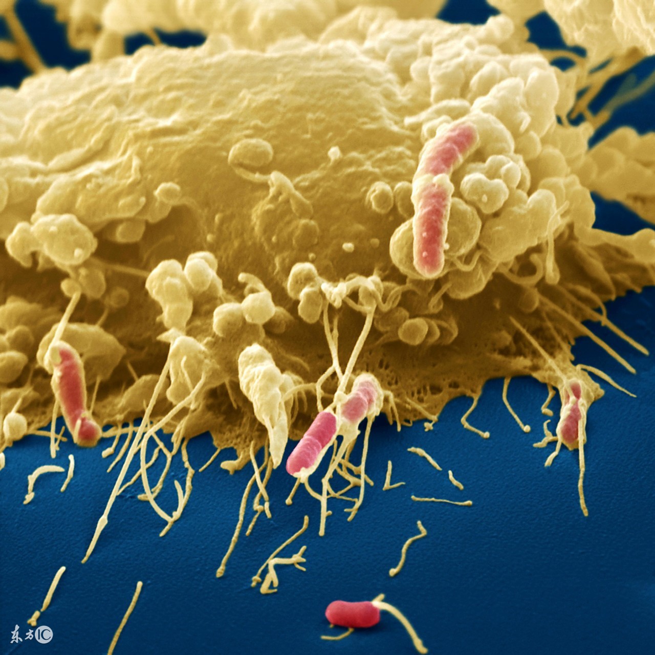 鸭子感染金黄色葡萄球菌,雏鸡得了葡萄球菌怎么治