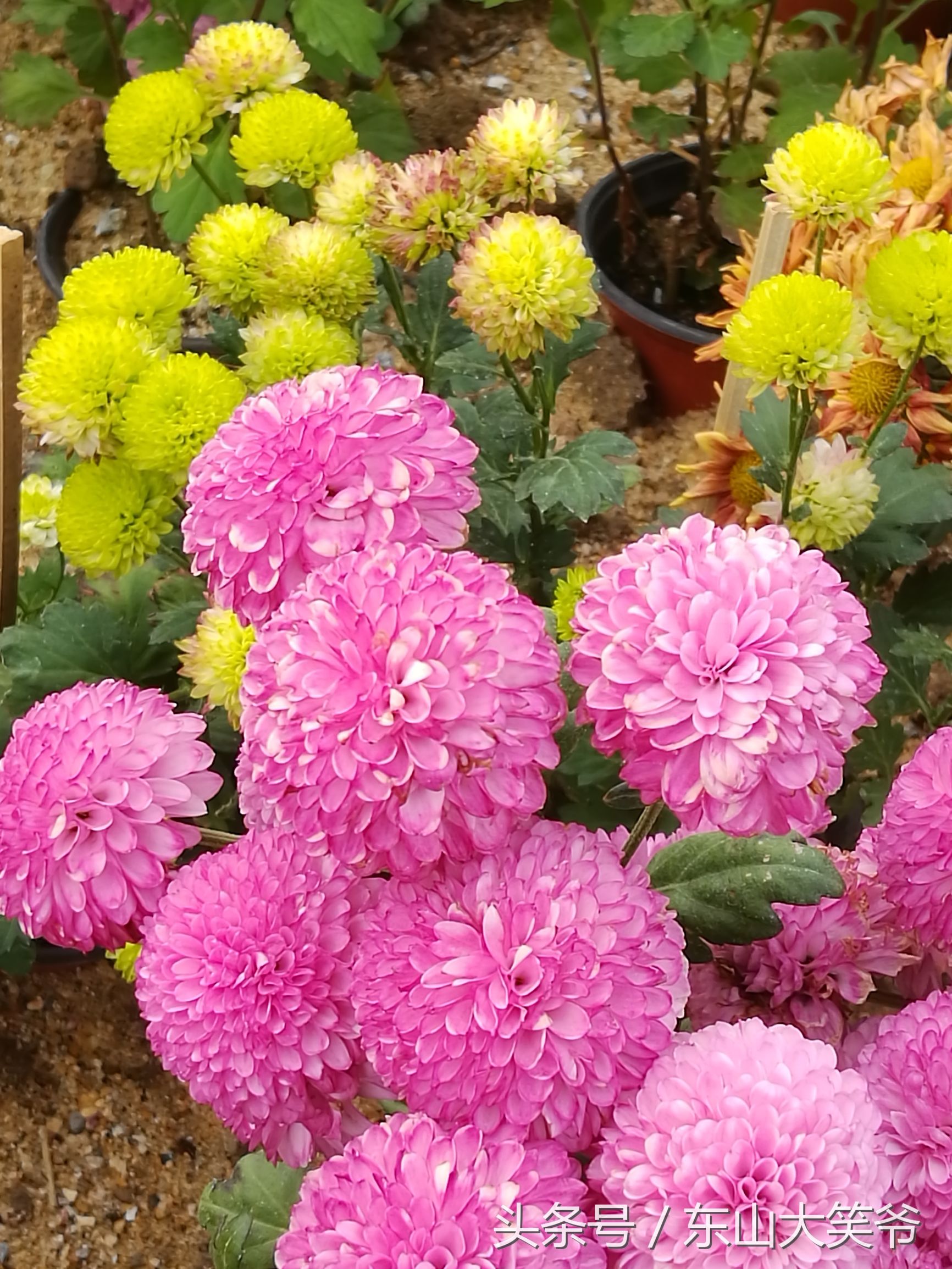 南沙东涌花海,南沙东涌镇风景绝美的地方