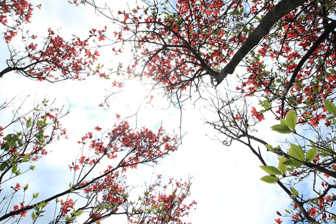 2018年浙江地方景点旅游日历大合集！含杭州，建德，温州，金华！