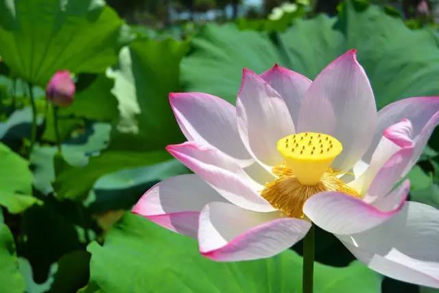 2018年浙江地方景点旅游日历大合集！含杭州，建德，温州，金华！