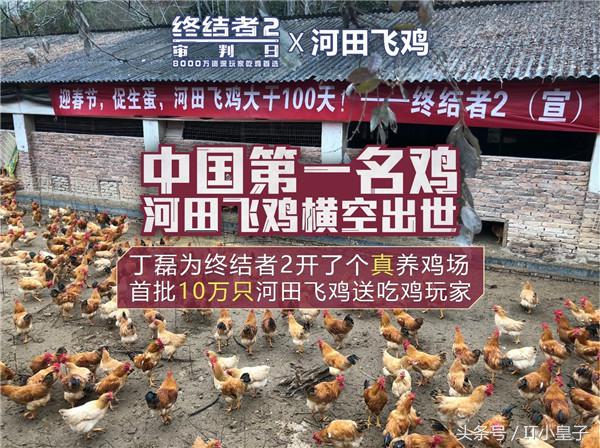 大吉大利，今晚吃丁磊养的鸡