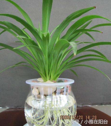 油画吊兰水培长根后怎么换土培,水培金边吊兰长根后转土培的方法