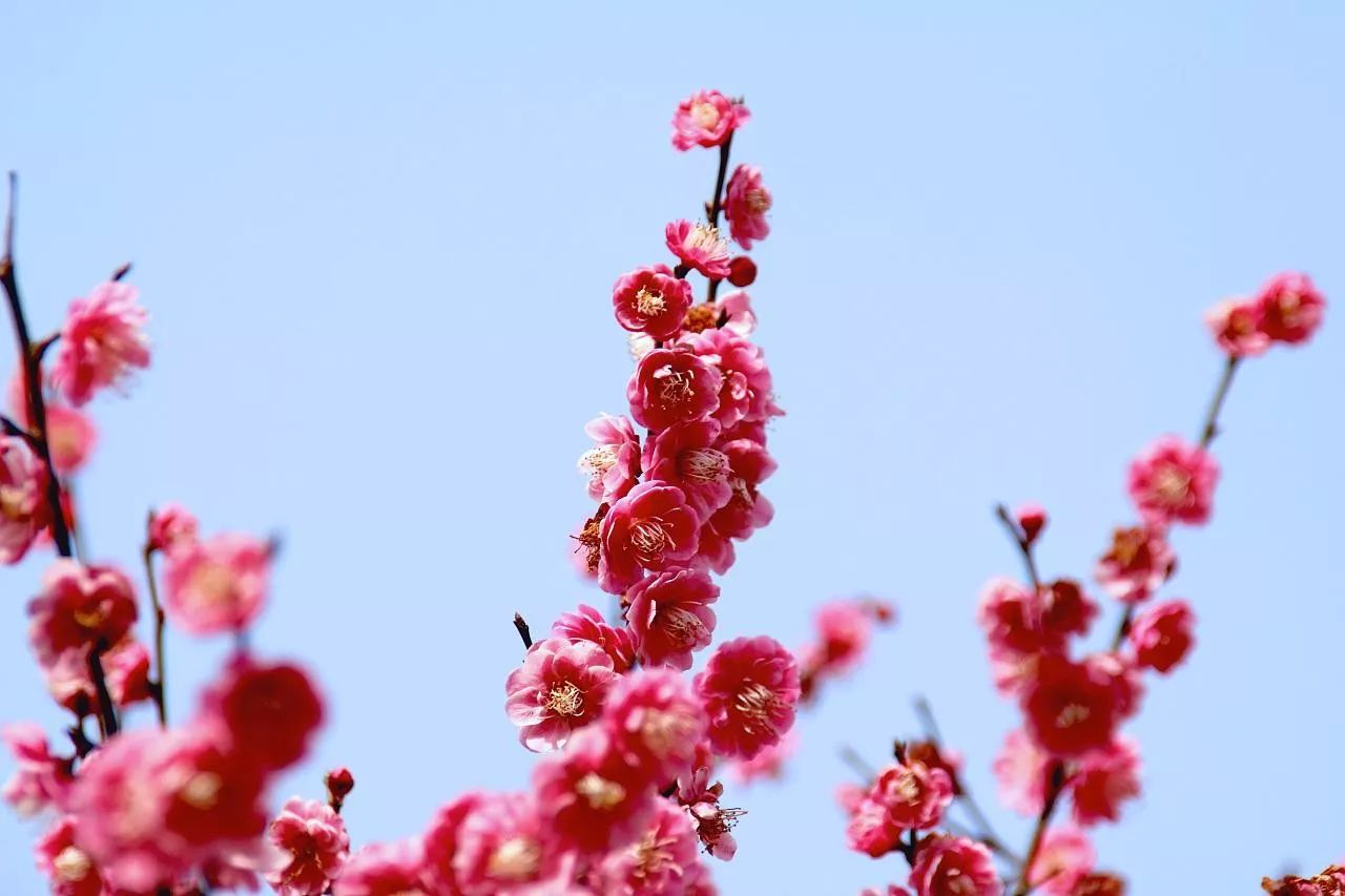 2018年浙江地方景点旅游日历大合集!含杭州,建德,温州,金华!