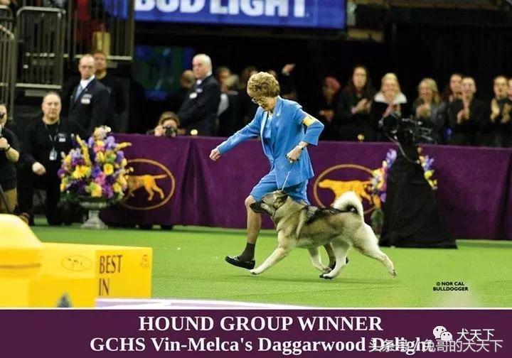 2017年西敏寺犬展时间表,西敏寺犬展北京犬