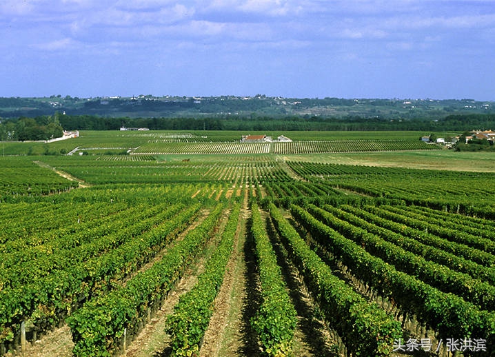 波尔多的aoc与超级波尔多的区别,波尔多葡萄酒的品鉴特征