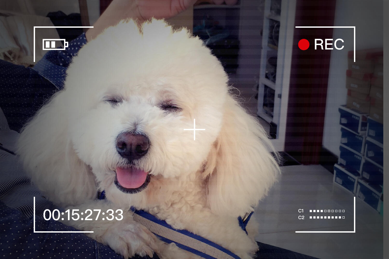 狗狗怀孕了应该怎么喂养,狗狗怀孕怎么补营养