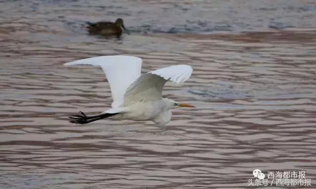 青海最惹眼的“尕网红”!“单挑哥”“白娘子”“老哇爷”
