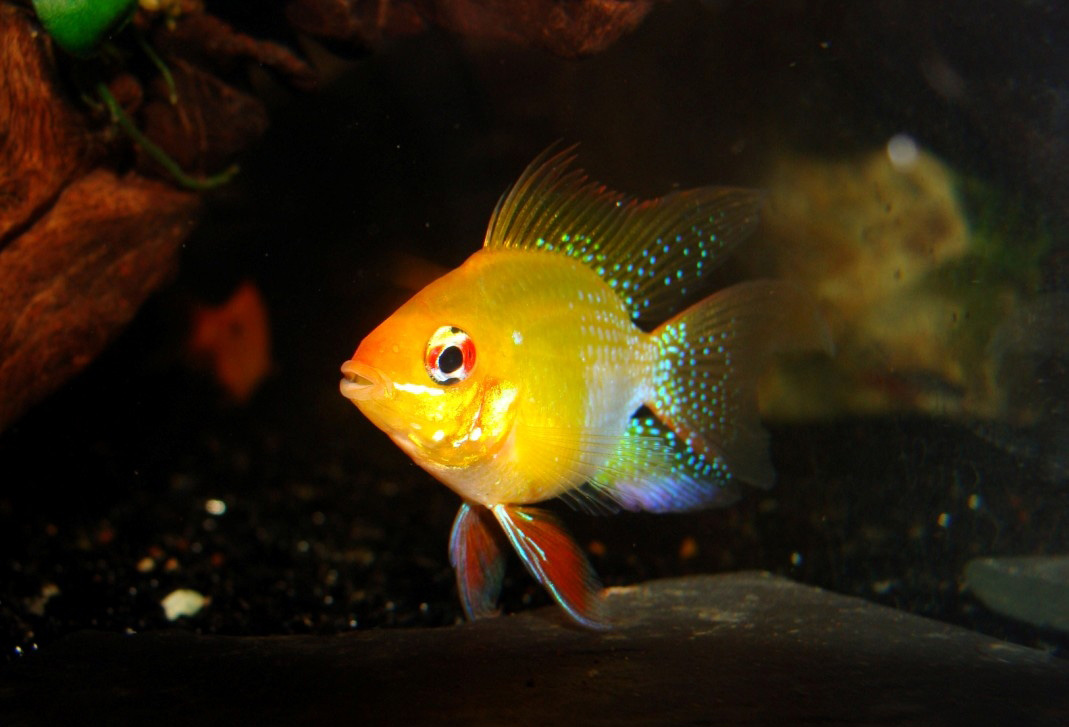 原来金波子才是最受欢迎观的赏鱼，看到红脸蛋就想马上养几条