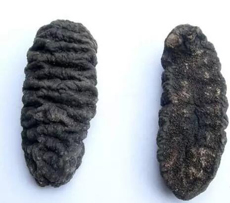 带您了解世界海参,你知道全球有多少种鲨鱼吗