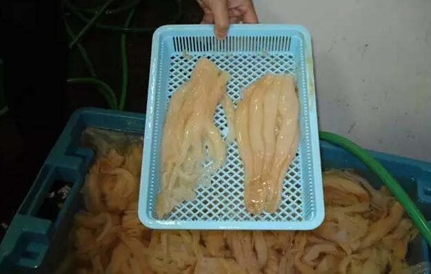 海参有上千种都是一样的吗,全世界海参有多少品种