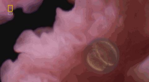 卵子和精子相遇……怎么就变成小孩了？