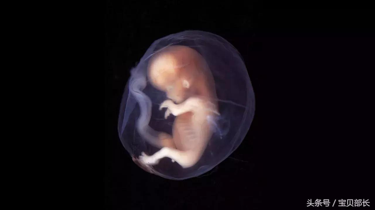 卵子和精子相遇……怎么就变成小孩了？