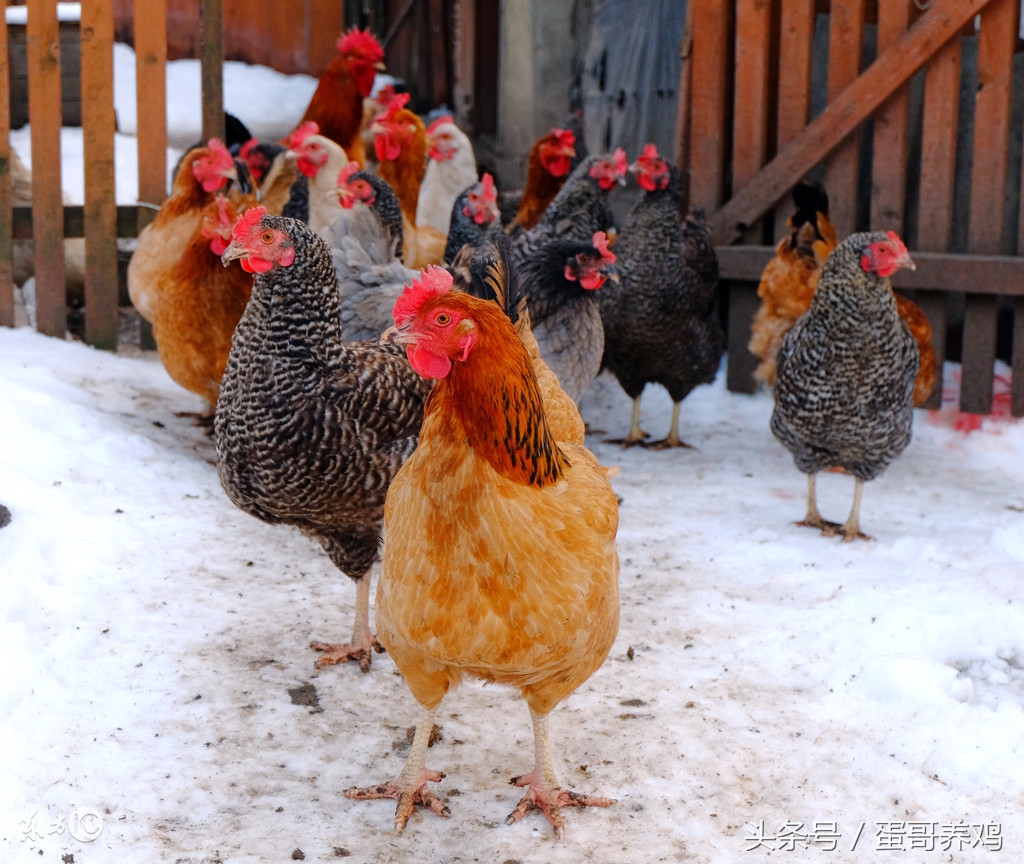 冻裂了的鸡蛋怎么煮,蛋被冻起来了怎么办