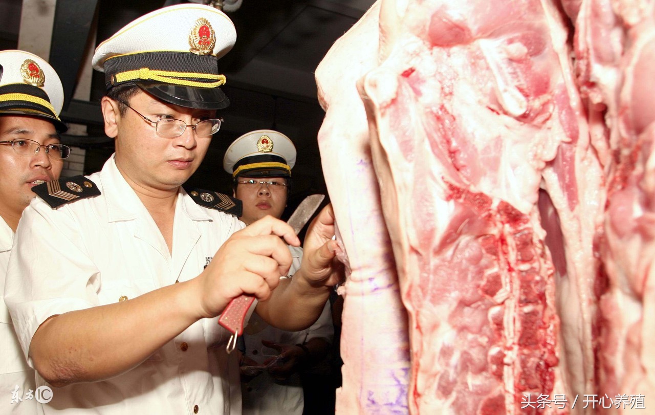 羊接种布病疫苗,布病疫苗一支多少羊用