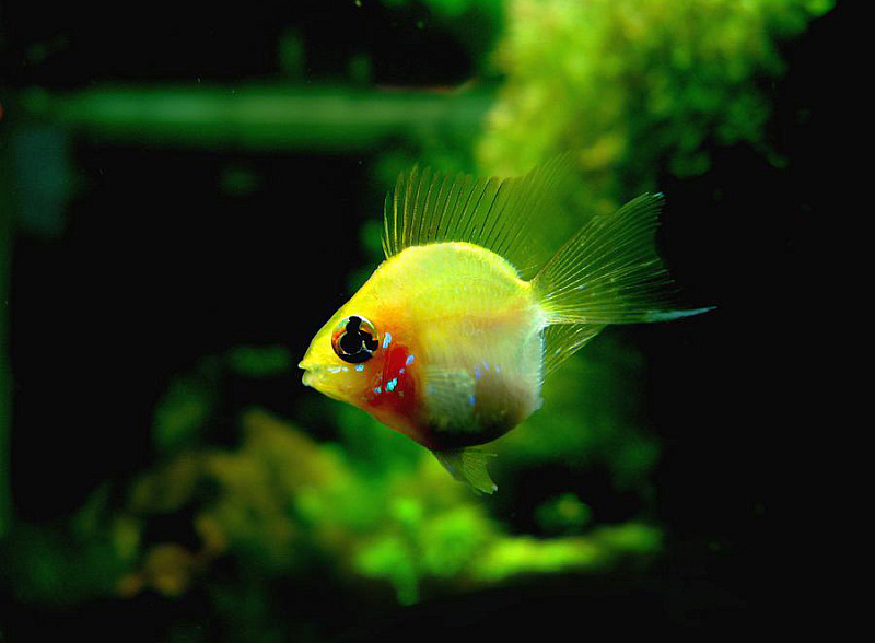 原来金波子才是最受欢迎观的赏鱼，看到红脸蛋就想马上养几条