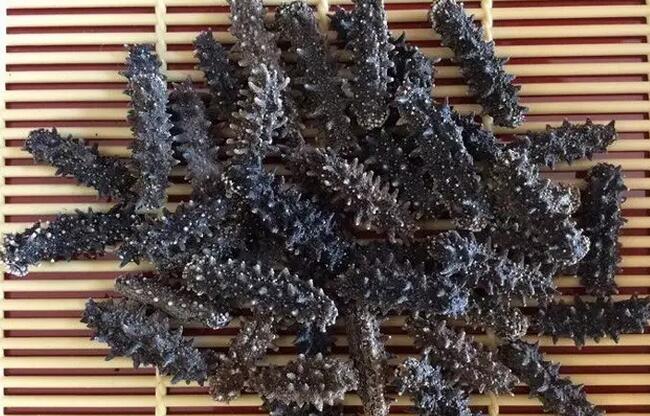 海参也有很多种,全世界所有可以吃的海参