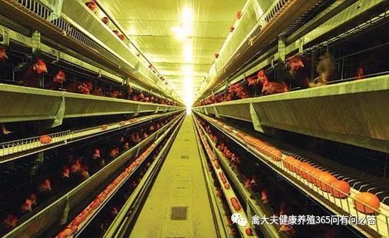 冬季蛋禽怎样预防缺氧？