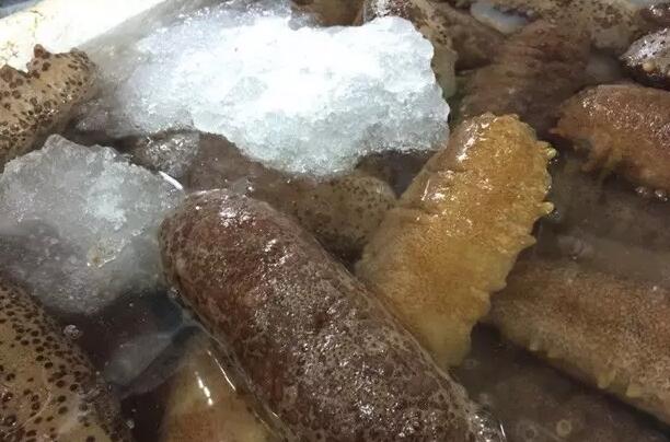 海参也有很多种,全世界所有可以吃的海参