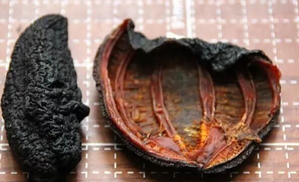 带您了解世界海参,你知道全球有多少种鲨鱼吗