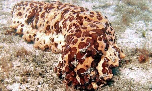 海参也有很多种,全世界所有可以吃的海参