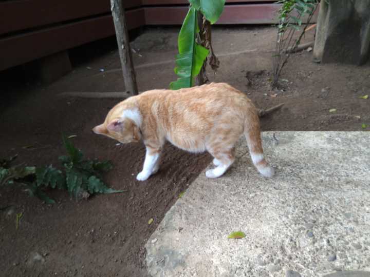 汤加和斐济哪个国家大,斐济国家主产什么