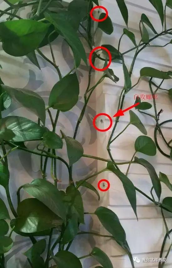 绿萝能用绳子捆上吗,绿萝扎根绳子的方法