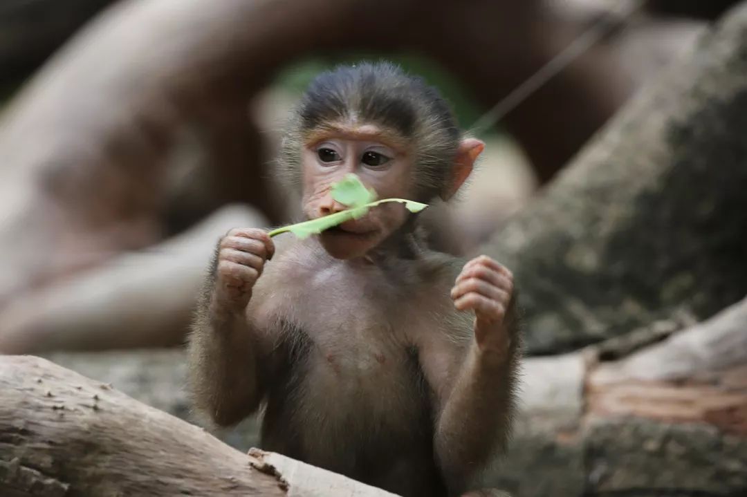 广州长隆野生动物园亲子跟拍,爸爸去哪儿广州长隆野生动物园