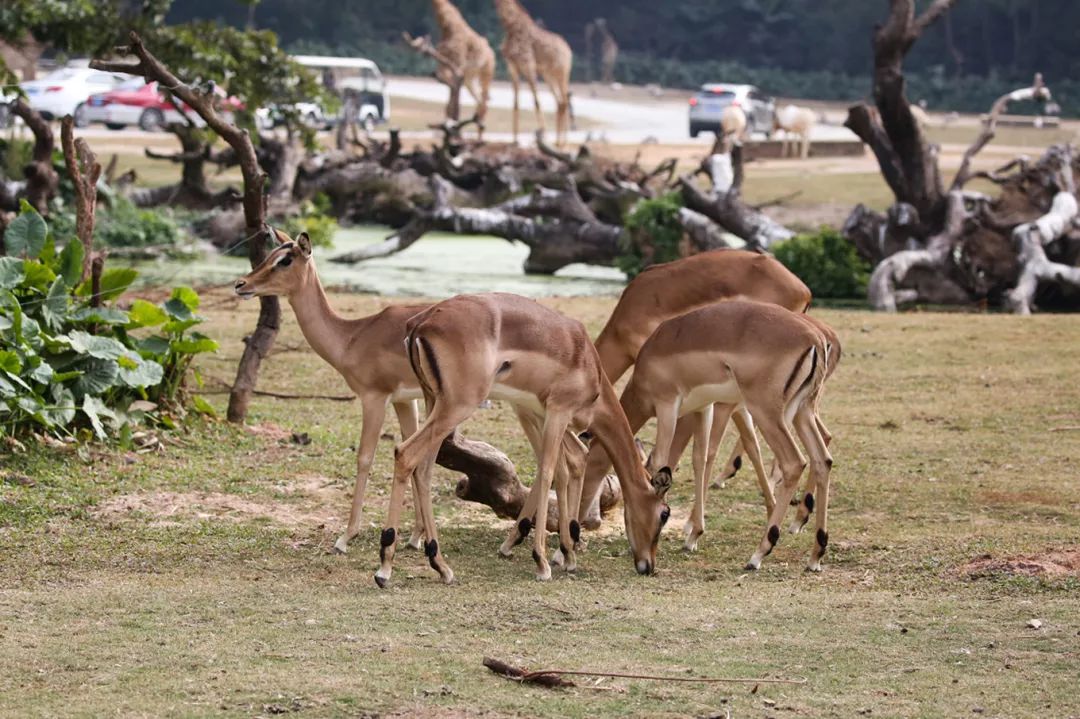 广州长隆野生动物园亲子跟拍,爸爸去哪儿广州长隆野生动物园