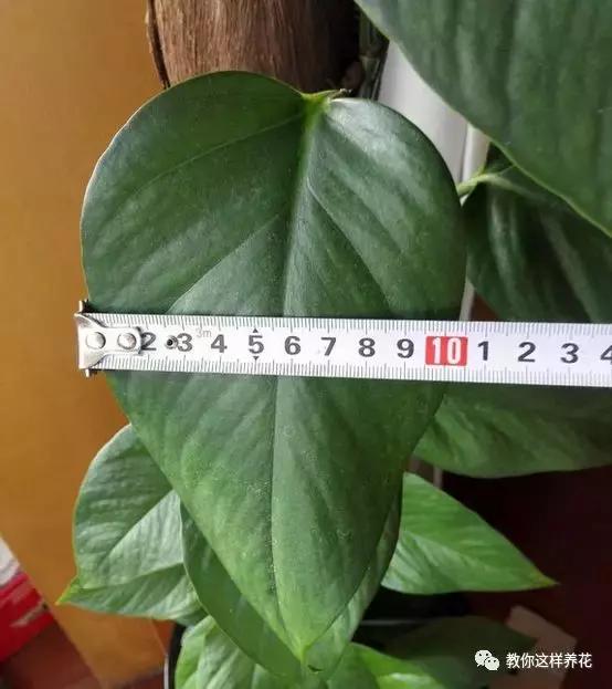 绿萝能用绳子捆上吗,绿萝扎根绳子的方法