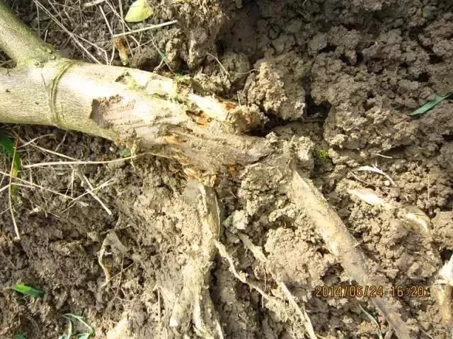 柑橘常见病害及防治方法,铜氨合剂能防治柑橘病害么