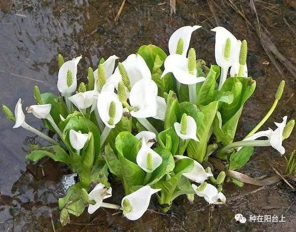 彩色马蹄莲如何开花多点,彩色马蹄莲怎么养才开花快
